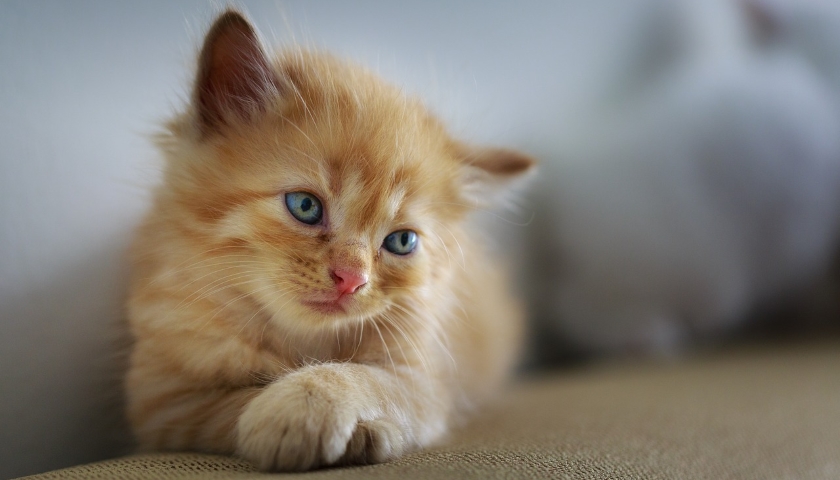 Charming Kitten